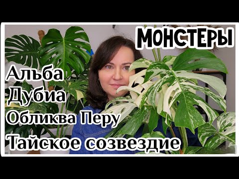 Видео: Мои монстеры: Альба, Тайское созвездие, Дубия, Обликва Перу. Уход, опора, виды