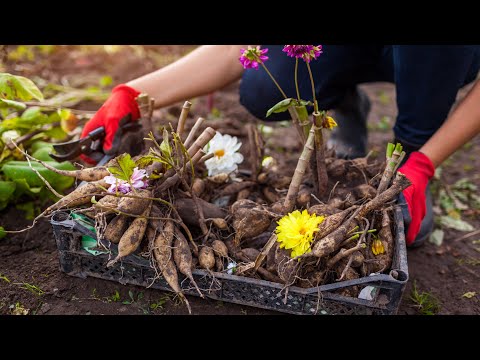 Видео: Коли викопувати та як зберігати бульби жоржин?