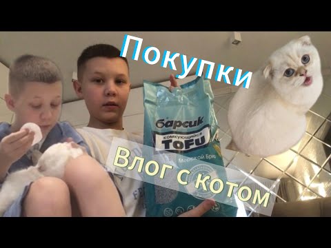 Видео: VLOG Третий влог с котом,покупки для котика. 