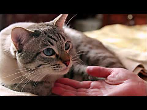 Видео: КАСТРАЦИЯ КОТА  Плюсы и минусы  NEUTERING A CAT