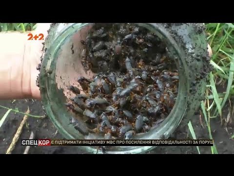 Видео: На село Жердя напала армия чернокрылых жуков