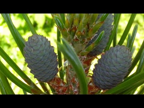 Видео: Посадка семян кедра в открытый грунт.