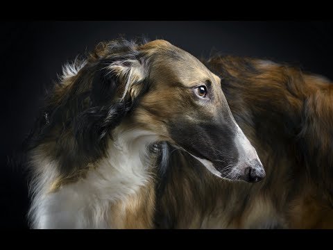 Видео: В отъезжем поле