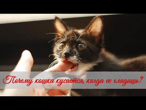 Видео: Почему кошка кусается  когда ее гладишь  Why does a cat bite when you stroke it