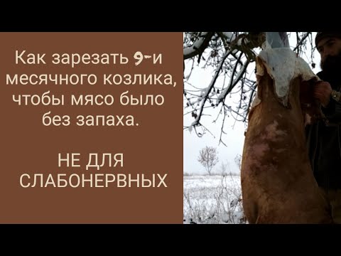 Видео: Как зарезать козлика в 9 месяцев, чтобы мясо не пахло?
