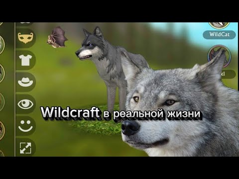 Видео: Волк из wildcraft в реальной жизни! 