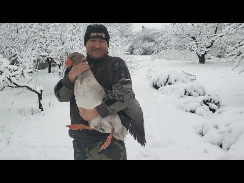 Видео: ГУСЬ в АФГАНСКОМ КАЗАНЕ / КАК ПРИГОТОВИТЬ ГУСЯ  в АФГАНСКОМ КАЗАНЕ / ГУСЬ ТУШЕНЫЙ