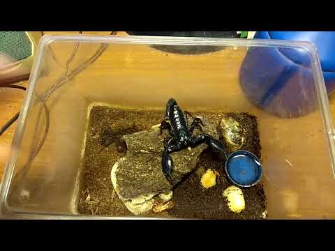 Видео: Особенности содержания влаголюбивых тропических скорпионов с примерами на практике. Большой выпуск