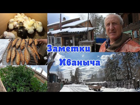 Видео: Вывозим 30 тележек снега, но помидоры в теплицу вынесли