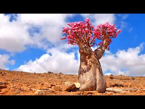 Видео: Самые необычные растения 🌿