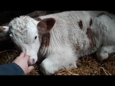 Видео: Симменталы . Кормление телят после отъёма с молока. КФХ Мжельская Светлана Ивановна.