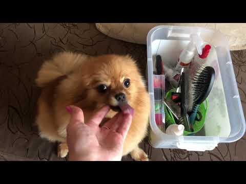 Видео: Дог влог, посылка с али, стрижки собачек, вкусняшки, новые рыбки