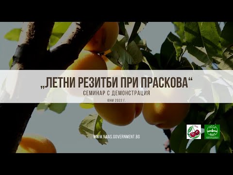 Видео: Летни резитби при праскова
