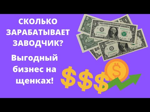 Видео: Сколько зарабатывают заводчики собак? Выгодный бизнес на собаках