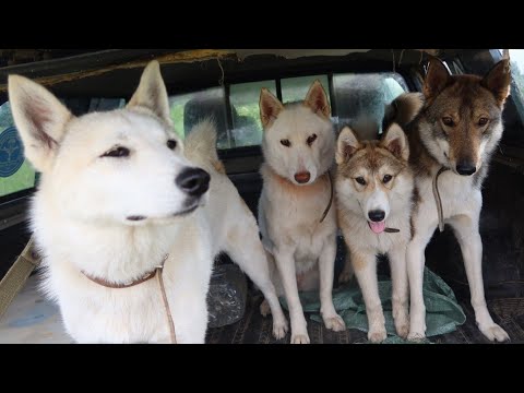 Видео: Лайки/Берёзки/Речка/Лошади/