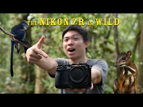 Видео: NIKON ZR для дикой природы — реальный обзор
