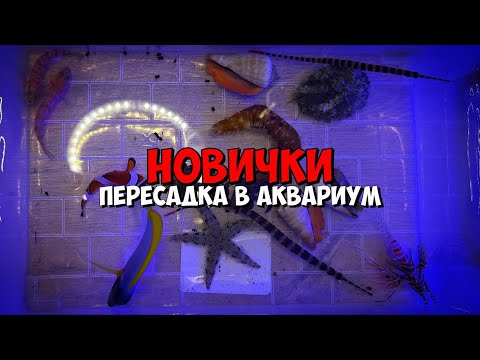 Видео: Новые морские 🦀 гидробионты 🐡 | Перевод и пересадка в аквариум 🌊