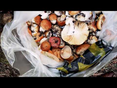 Видео: В Ак-Тюз за грибами в 4K