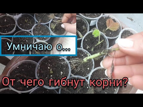 Видео: ПРОРАЩИВАНИЕ семян и ВОДЯНЫЕ корни черенков. Почему бывают проблемы.