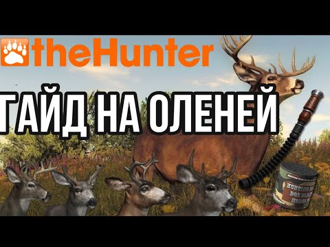 Видео: theHunter Classic Гайд Охота на оленей Белохвостый, Чернохвостый, Колумбийский помощь новичкам!!!