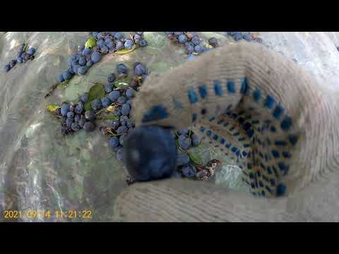 Видео: Вино из Терна с Яблоками. ч.1.