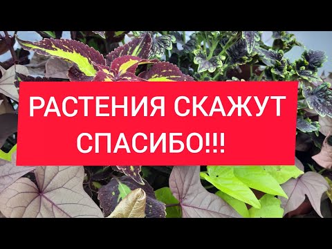 Видео: Растения скажут СПАСИБО после такой обработки!👍🍀