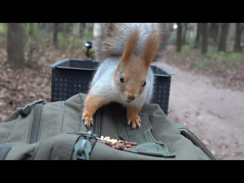 Видео: Белки. Бельчонок вскрыл грецкий орех. Зарисовка /Squirrels. The squirrel opened a walnut. The sketch