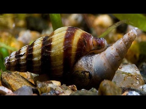 Видео: Улитка Хелена и ее последствия содержания в аквариуме!#Хелена