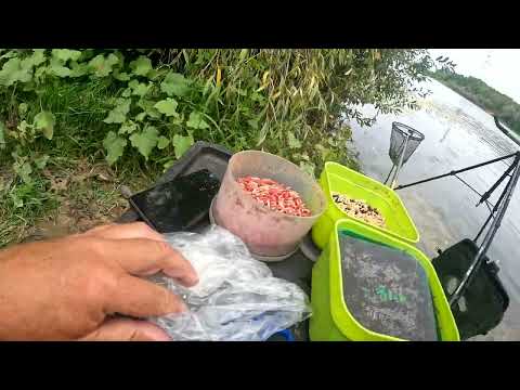 Видео: Сало, тапки и мотыль   или знакомство с рекой Сож,  отчёт № 404