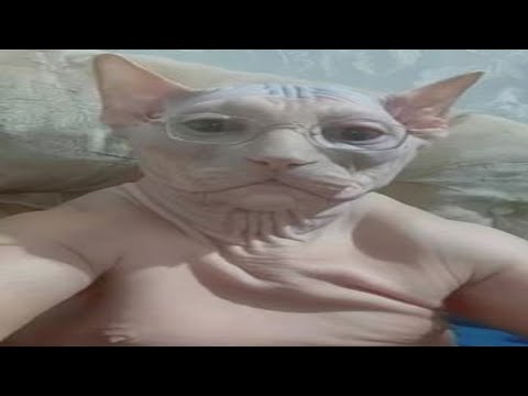 Видео: Ролик для Хрякиса, Котова и Деимана