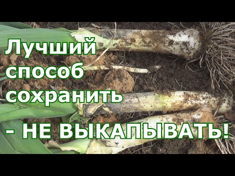 Видео: Хранение лука-порея до весны в грядках - самый лучший способ сохранить лук порей до весны свежим