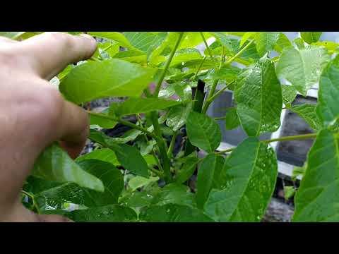 Видео: Прививка грецкого ореха зелёным в зелёное...