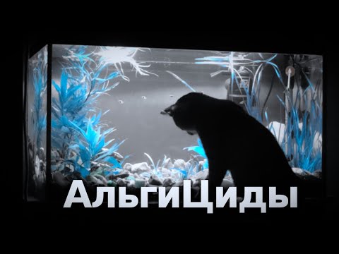 Видео: Альгициды: добро и зло!