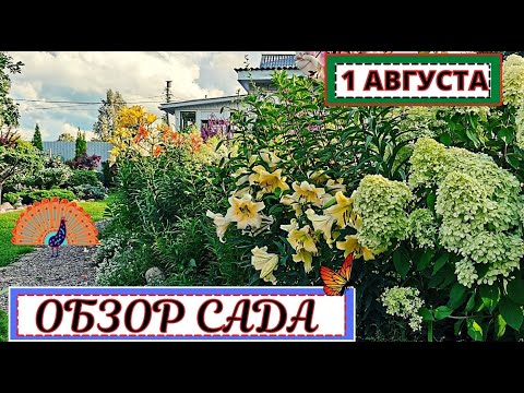 Видео: ЯРКИЕ цветущие КЛУМБЫ и миксбордеры в саду. Обзор  на 1 августа #1