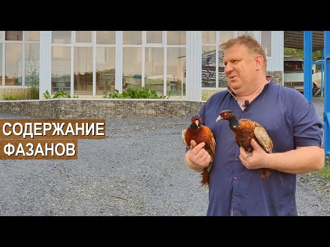 Видео: Содержание фазанов - это хобби. Устройство вольеров. Птицеводческое хозяйство Бориса Кравчик