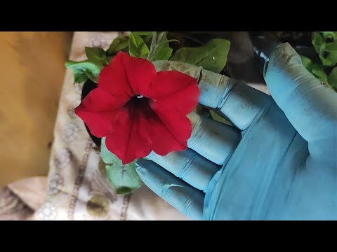 Видео: ВИРУС на петуниях, срочно выкинуть (так нам советуют ....),чем подкормить ?