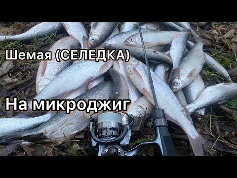 Видео: С ЭТОЙ СНАСТЬЮ БЕЗ РЫБЫ НЕ ОСТАНЕШЬСЯ