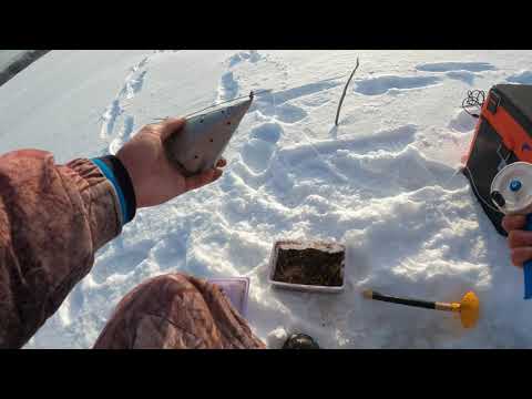 Видео: Рыбалка на Финском заливе. Окунь и плотва в Зеленогорске.