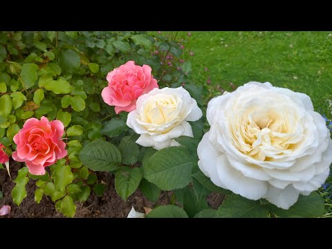 Видео: Розы.Чем кормлю после обрезки.