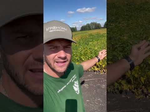 Видео: Разница на сое с инокулянтом и без! 😱