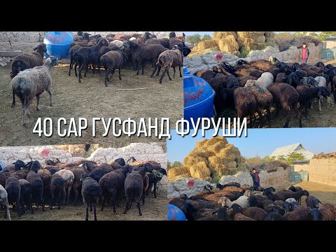 Видео: 40 сар гусфандойи бугуз ФУРУШИ АРЗОН 