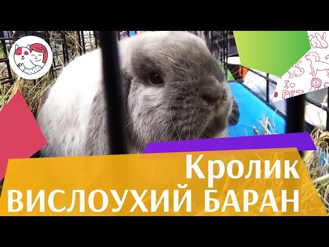 Видео: Кролик вислоухий баран на ilikepet. Особенности породы, уход