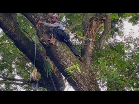 Видео: ОПАСНАЯ‼️РУБКА БОЛЬШИХ ДЕРЕВЬЕВ ТРЕМБЕЗИ ЗА ДОМАМИ ЖИЛЫХ ДОМОВ#Stihl#ms660 #ms881