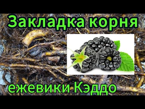 Видео: Закладка корня ежевики Кэддо на проращивание