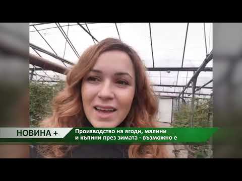 Видео: Новина плюс: Производство на ягоди, малини и къпини през зимата - възможно е,