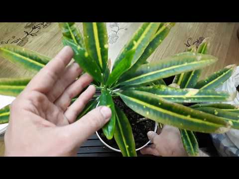 Видео: Кротон / Кодиеум (Codiaeum). Почему не растет и опадают листья?