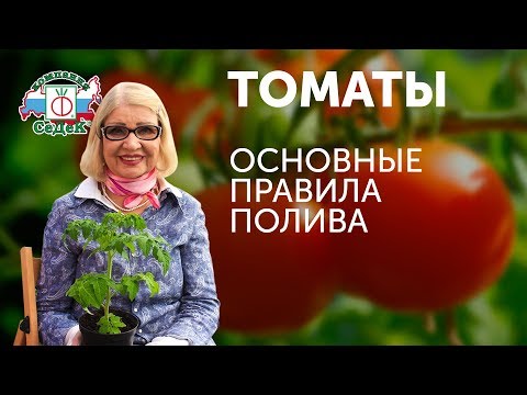 Видео: ПРАВИЛА ПОЛИВА ТОМАТОВ! СЕКРЕТЫ ОТ ОКТЯБРИНЫ ГАНИЧКИНОЙ