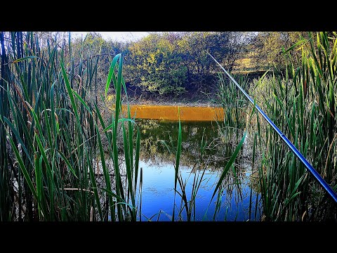 Видео: За ШАРАНЧЕТА на ДИВ ВОДОЕМ
