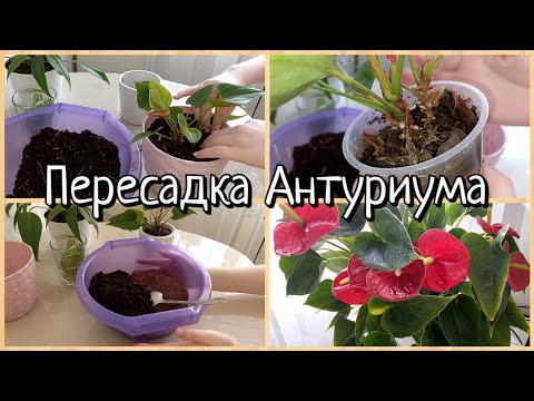 Видео: Пересадка Антуриума в правильный грунт Самый лёгкий способ пересадки Антуриума 🌱