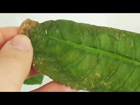 Видео: Клещ на стрептокарпусах